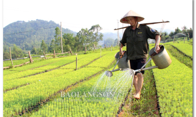 Tập trung trồng rừng