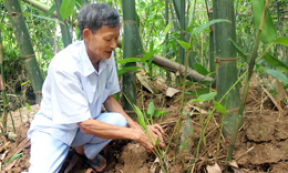 Phát triển măng Bát độ ở Hữu Lũng: Hiệu quả từ liên kết sản xuất