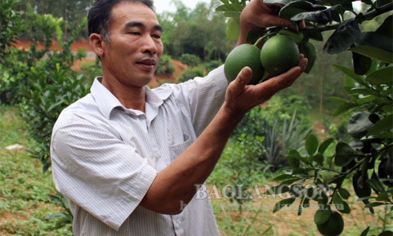 Hội viên nông dân làm kinh tế giỏi