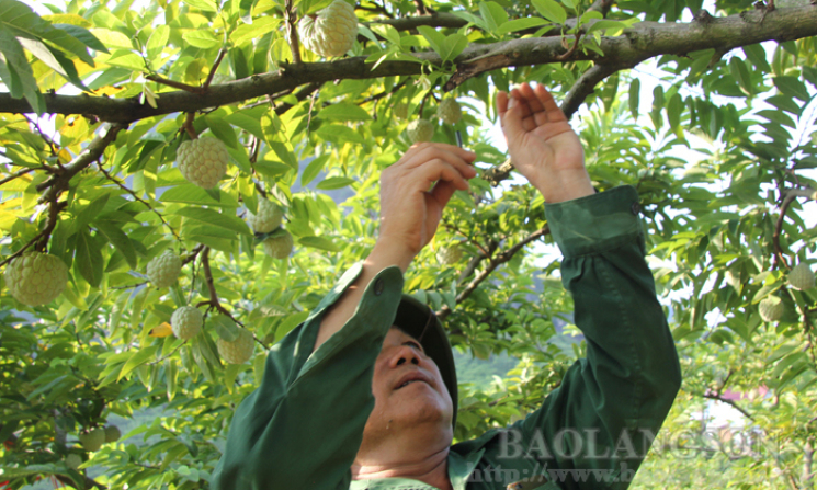 Xúc tiến thương mại: Nâng giá trị nông sản Xứ Lạng