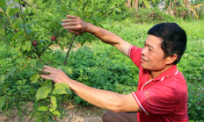 Người nông dân làm giàu từ cây ăn quả