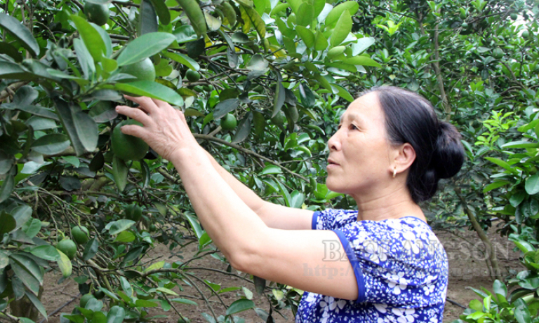 Sản xuất nông nghiệp Chi Lăng: Phát triển các mô hình chuyên canh