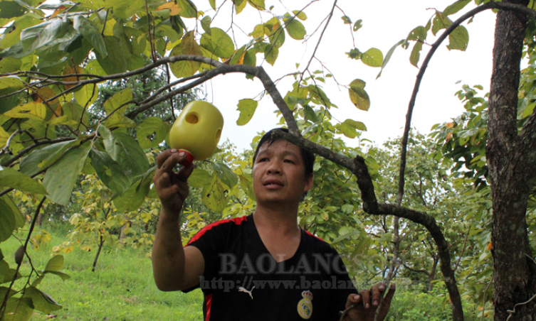 Văn Lãng: Hỗ trợ nâng cao hiệu quả hợp tác xã