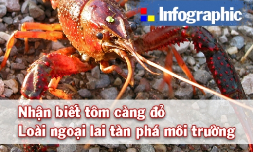 Nhận biết tôm càng đỏ - loài ngoại lai tàn phá môi trường