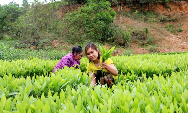 Đẩy mạnh phát triển trồng rừng nguyên liệu