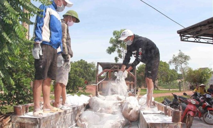 Dịch tả lợn châu Phi vẫn tiếp tục diễn biến phức tạp và lan rộng