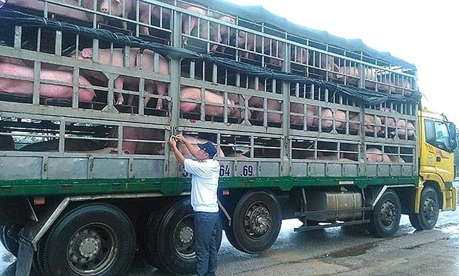 Tăng cường phòng, chống Dịch tả lợn Châu Phi tại các đầu mối giao thông