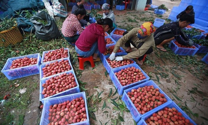 Sắp diễn ra tuần lễ vải thiều Lục Ngạn tại thủ đô Hà Nội