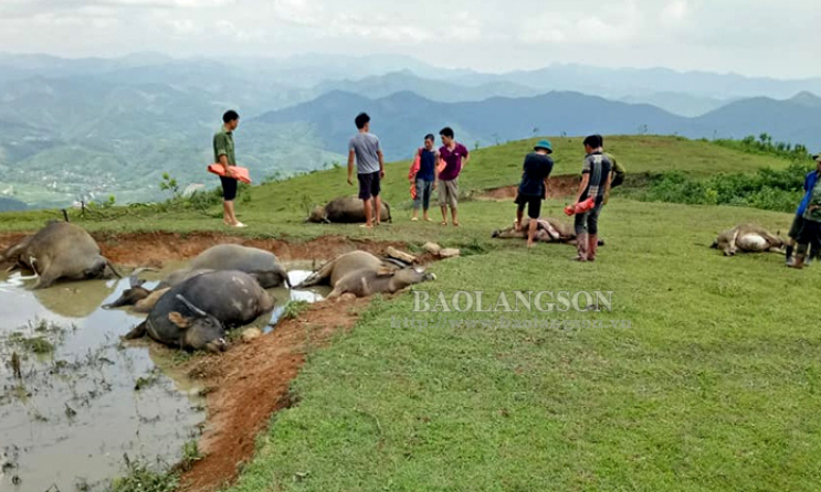 9 con trâu chết nghi bị sét đánh