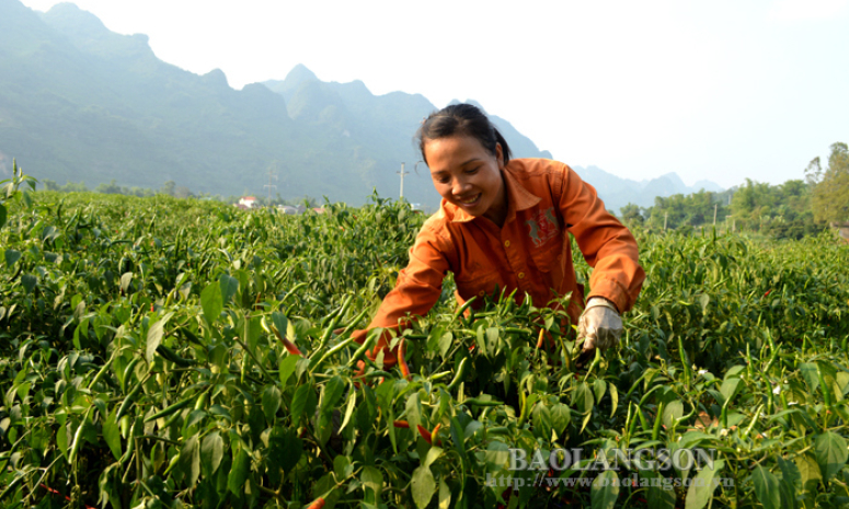 Nông dân Lạng Sơn vui mùa ớt