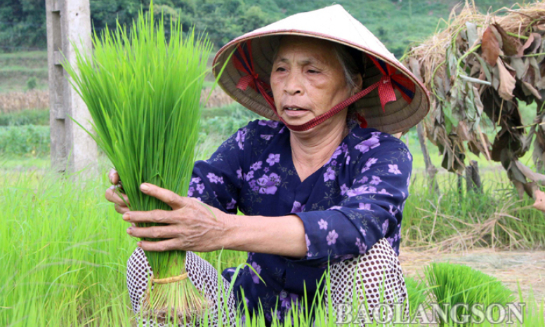 Tập trung chăm sóc lúa mùa