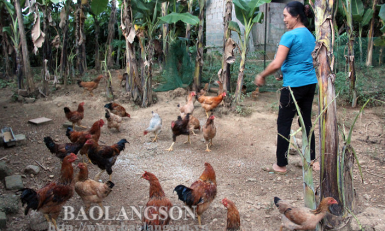 Bình Gia: Phát triển chăn nuôi gia cầm