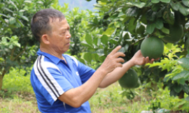 Cựu thanh niên xung phong làm kinh tế giỏi