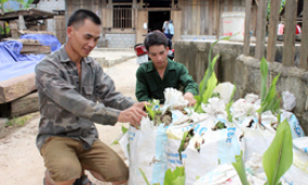 Không phát triển được cây nghệ đen ở Hữu Lễ: Đừng để hỏng mô hình hay