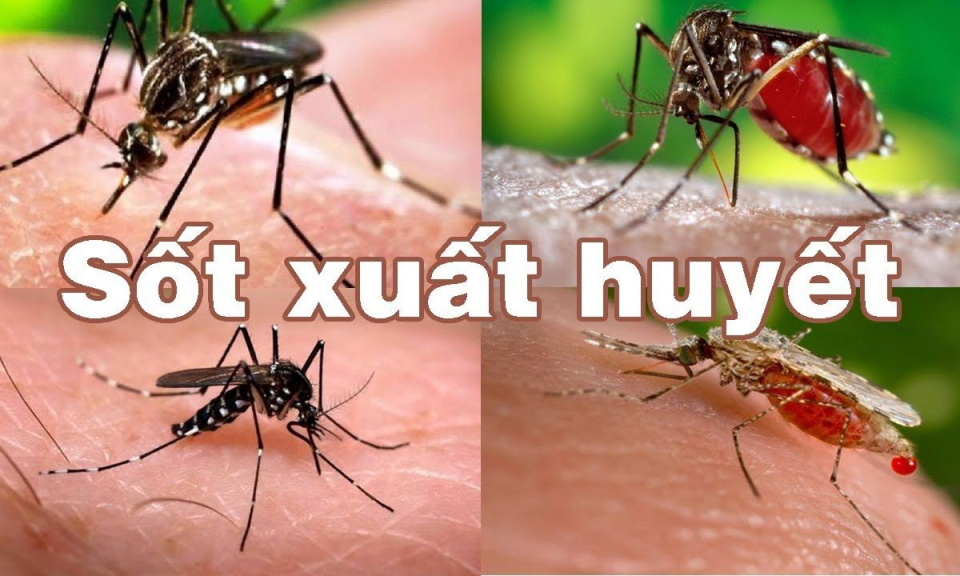 Bộ Y tế khuyến cáo người dân phòng bệnh sốt xuất huyết