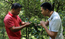 Văn Quan: Chủ động phòng chống sâu bệnh hại cây hồi