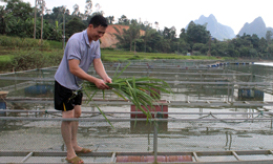 Phát triển các hợp tác xã nông nghiệp: Bước chuyển ở Văn Quan