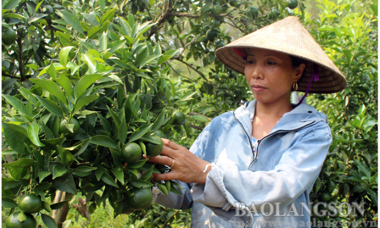 Tân Thành: Nâng cao thu nhập từ mô hình phát triển sản xuất