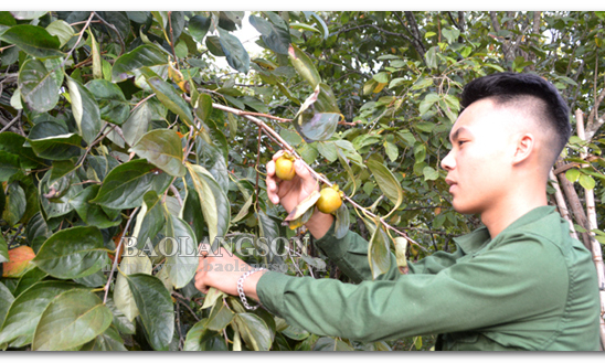 Thất thu hồng vành khuyên