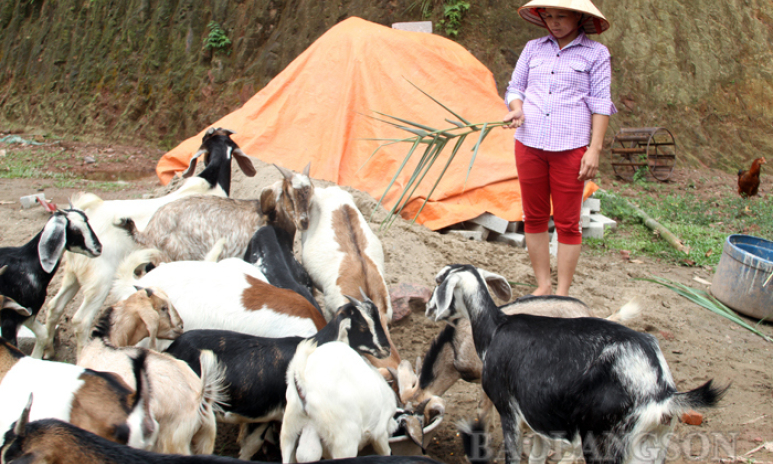 Hữu Lân: Phát triển chăn nuôi gia súc