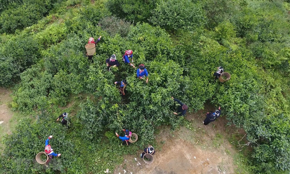 Bảo tồn, nâng cao giá trị cây chè shan tuyết ở Hoàng Su Phì