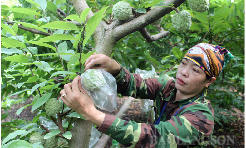 Cai Kinh: Tập trung mở rộng diện tích trồng cây ăn quả