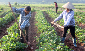 Công ty TNHH Đầu tư Vũ Đại Hùng: Tiên phong sản xuất rau theo hướng hữu cơ