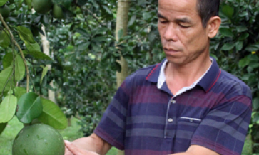 Lão nông làm kinh tế giỏi