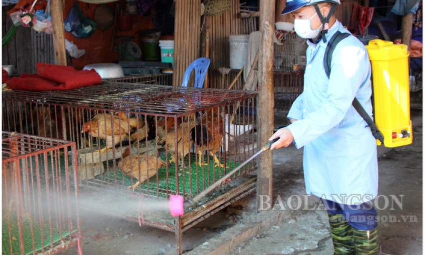 Thực hiện tháng vệ sinh, tiêu độc khử trùng: Quyết liệt, hiệu quả