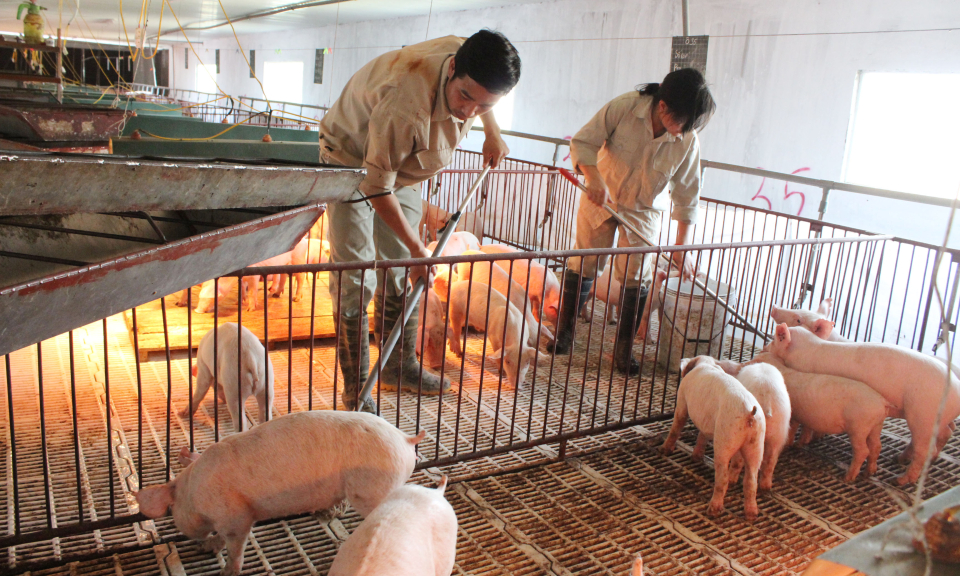 Tăng cường kiểm soát vận chuyển lợn, sản phẩm từ lợn qua biên giới