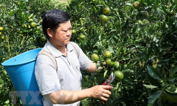 Lào Cai: Những đồi quýt bạc tỷ nơi huyện vùng cao biên giới