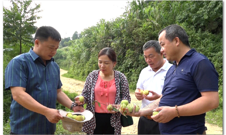 Hồi sinh giống đào Mẫu Sơn