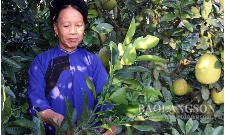 Hội Liên hiệp Phụ nữ huyện Chi Lăng: Phát huy vai trò trong thực hiện tín dụng chính sách xã hội