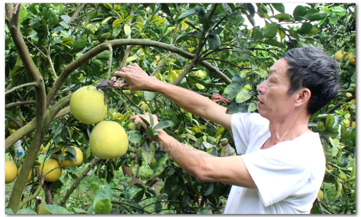 Phát huy vai trò “bà đỡ” cho nông dân