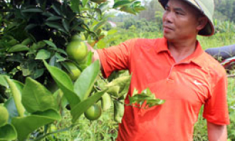 Nông dân vươn lên làm giàu: Sức lan tỏa từ một phong trào