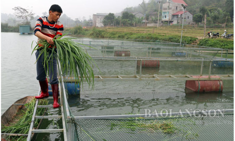 Văn Quan: Phòng, chống rét cho cá lồng