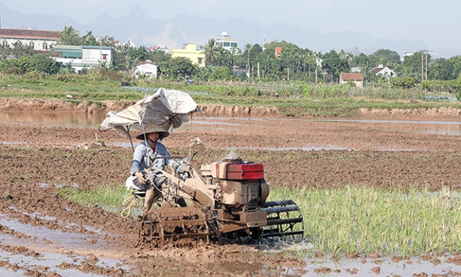 Chuẩn bị sản xuất lúa vụ đông xuân