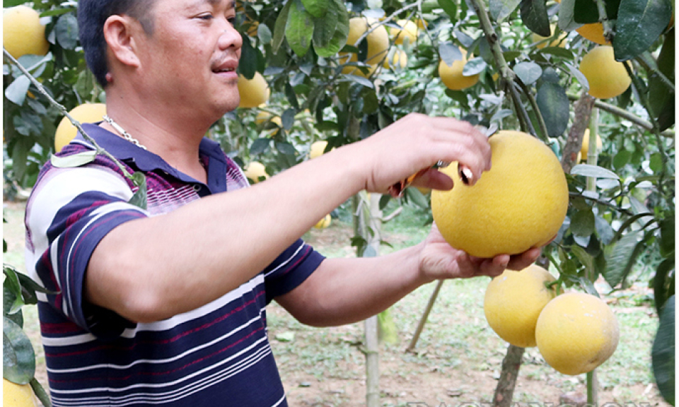 Hội Nông dân huyện Chi Lăng: Hỗ trợ hội viên phát triển kinh tế