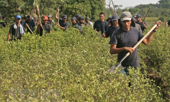 Chính quyền Colombia phá số lượng kỷ lục các đồn điền trồng coca