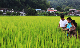 “Hồi sinh” lúa bao thai hồng Tràng Định