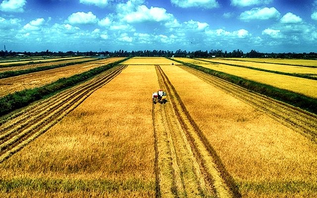 Bạc Liêu phát triển mô hình cánh đồng lớn