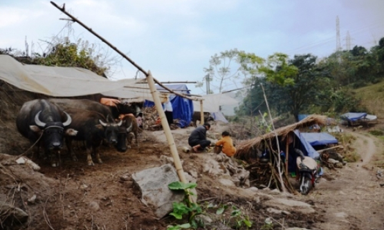 Nông dân Sa Pa “căng mình” chống rét cho trâu