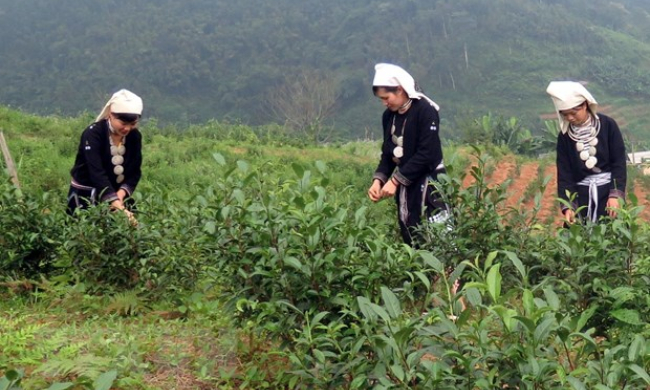 Tuyên Quang: Phát triển thương hiệu chè Shan tuyết ở huyện Na Hang