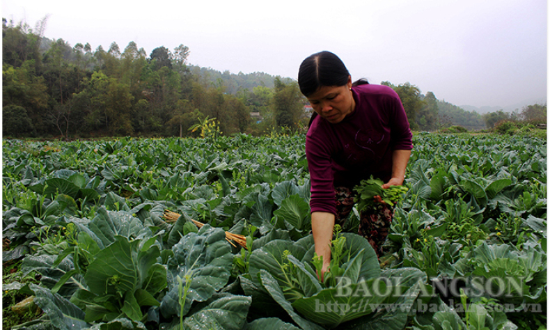 Văn Quan: Tăng thu nhập từ cải ngồng