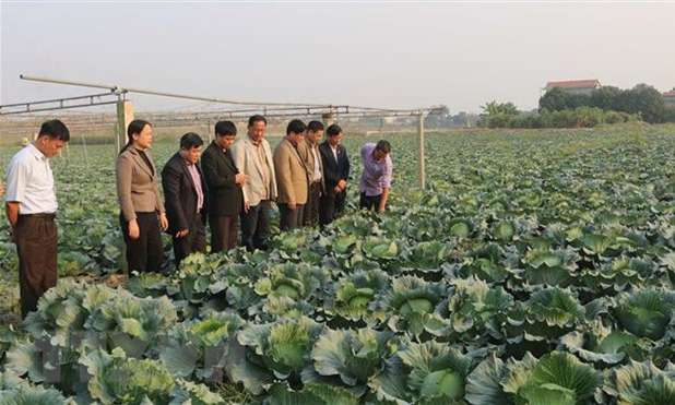 Tái cơ cấu ngành nông nghiệp để ứng phó với dịch bệnh, thiên tai