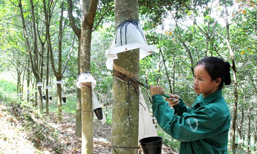 Sẽ có thêm 3 nhà máy chế biến cao su tại vùng miền núi phía Bắc