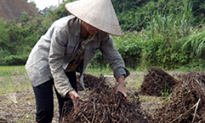 Tràng Định tập trung phát triển sản phẩm nông nghiệp chủ lực