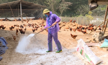 Phát hiện ổ cúm gia cầm H5N6 ở Tuyên Quang