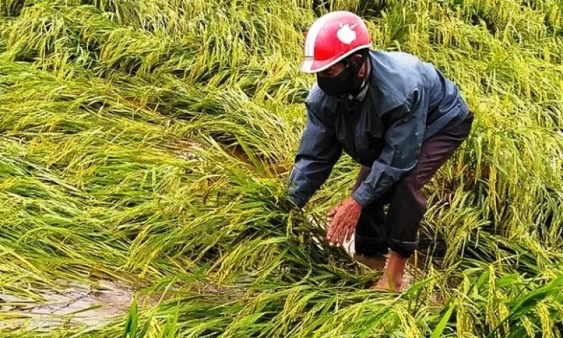 Hàng nghìn ha lúa bị ngã đổ, ngập úng do mưa lớn