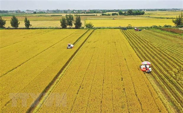 Điều tiết linh hoạt để đảm bảo an ninh lương thực quốc gia